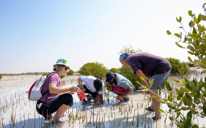 Khor Kalba mangrove planting
