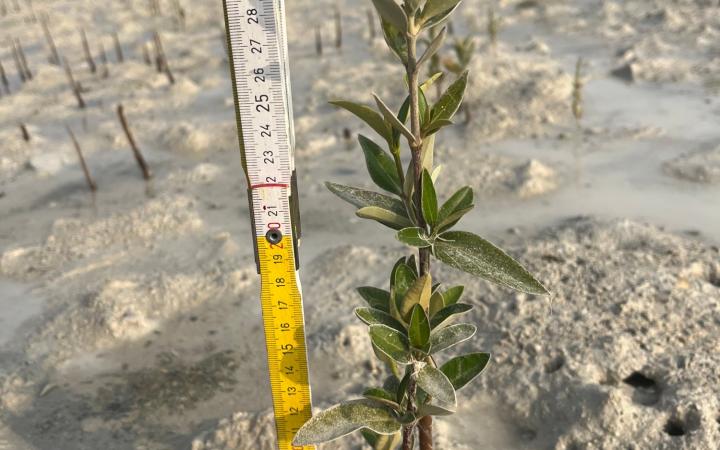 Khor Kalba mangrove planting