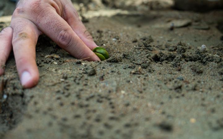 Khor Kalba mangrove planting