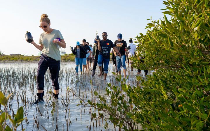 Khor Kalba mangrove planting