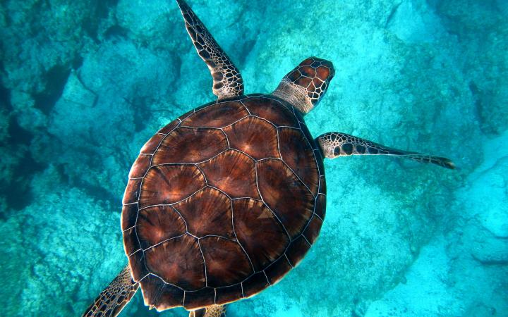 Protect Our Oceans
