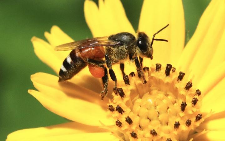 Protect Our Bees