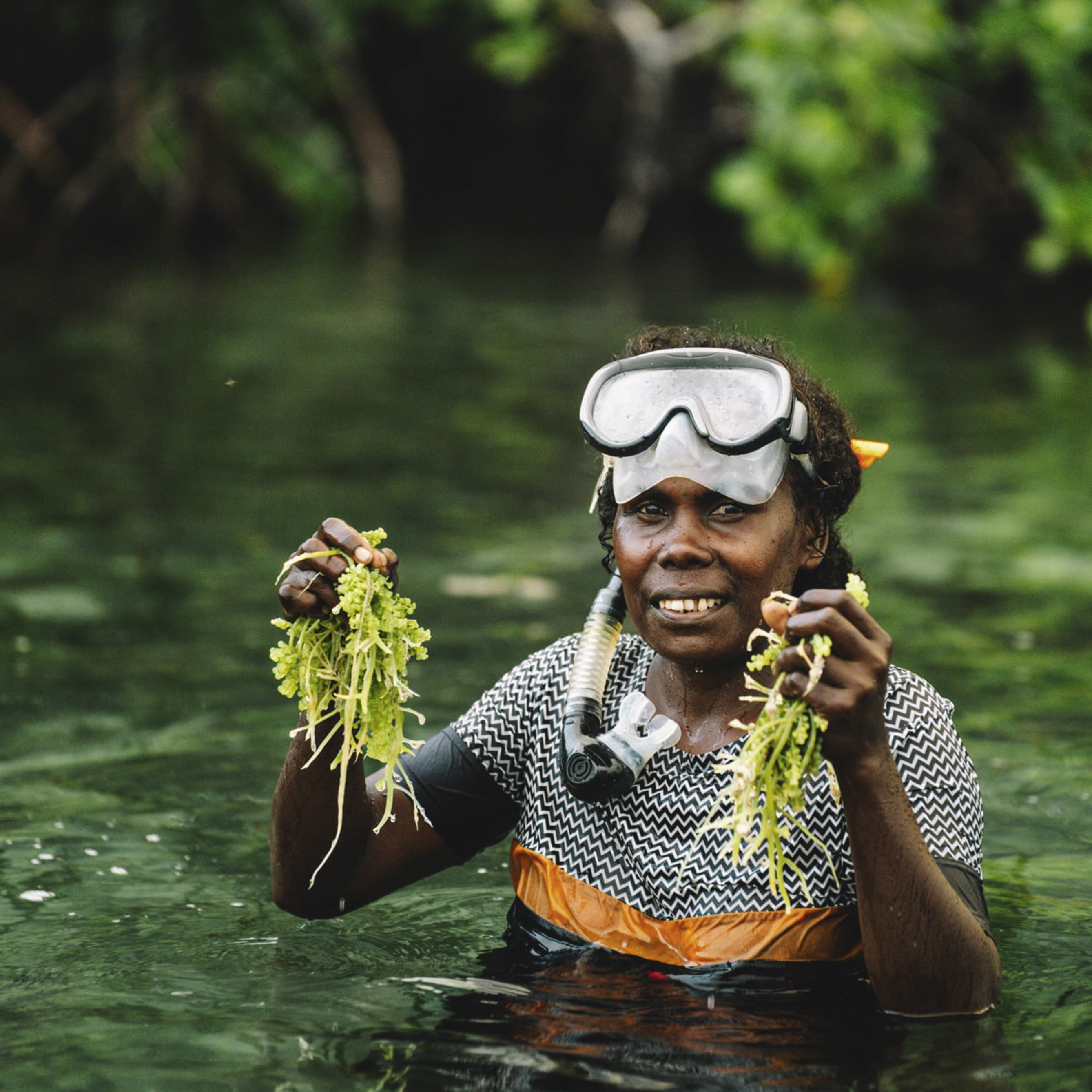 Community member harvesting sea grapes in restored coastal habitat