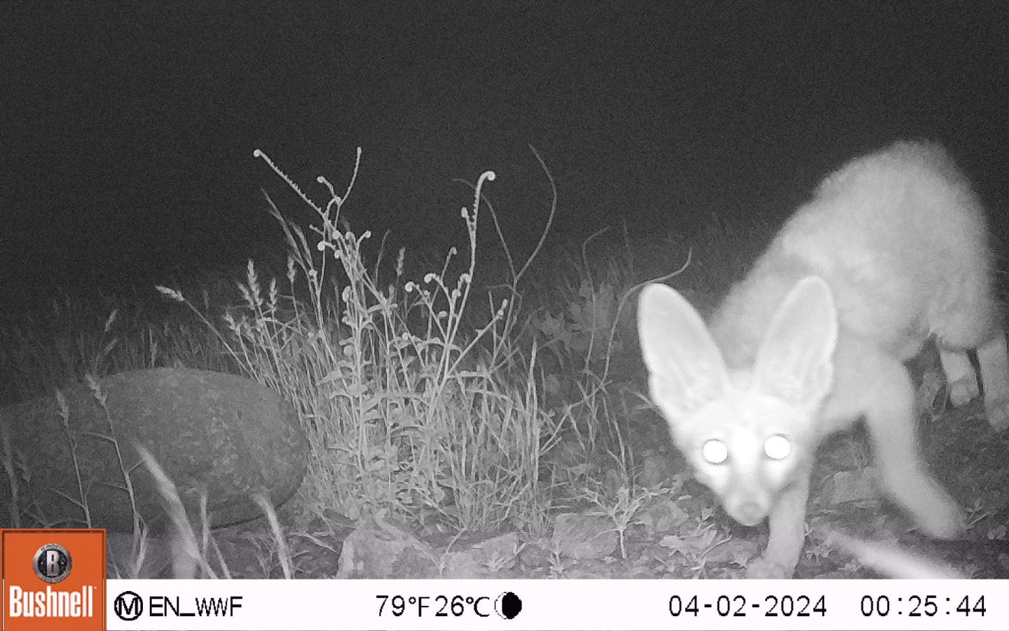 Blanford's Fox