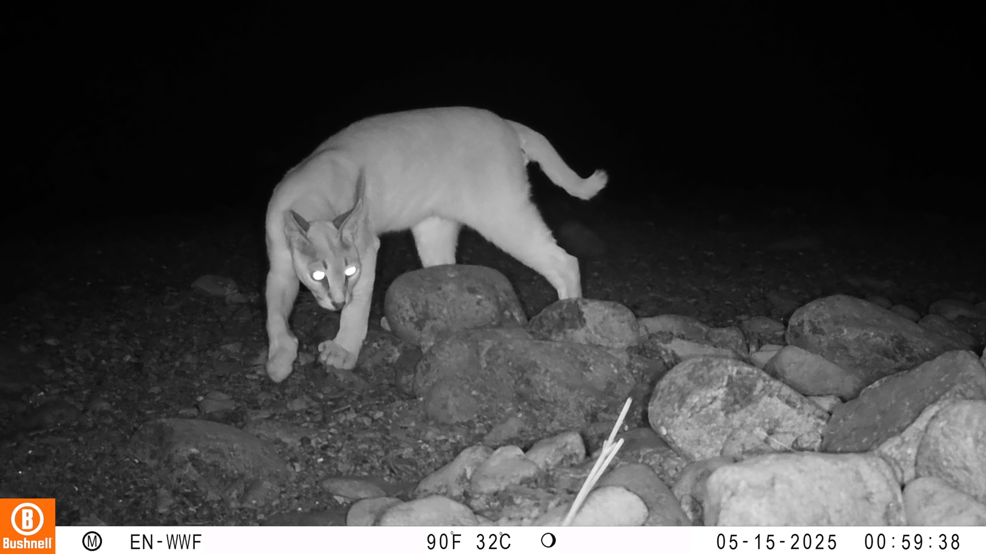 World Habitat Day: Arabian Caracal rediscovered in UAE’s Wadi Wurayah National Park